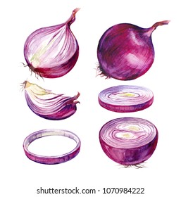 Watercolor Food Clipart - Onion, Hand Drawn Painting On White Background.