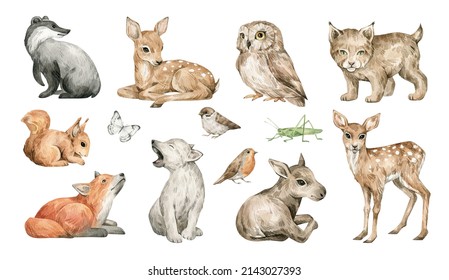 Watercolor Forest Animals. Badger, Deer, Owl, Lynx, Squirrel, Fox, Wolf, Moose. Hand-painted Woodland Wildlife. 