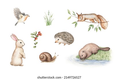 Watercolor Forest Animals Clipart, Woodland Friends Clip Art, Bunny, Squirrel, Snail, Hedgehog, Beaver, Bird