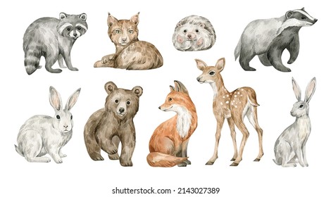Watercolor forest animals. Deer, fox, raccoon, lynx, hedgehog, badger, hare, bear. Hand-painted woodland wildlife. 