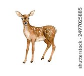 Watercolor forest fawn. Spotted baby deer isolated on white background. Element for design. Hand painted illustration. For postcards, posters, t-shirt prints, invitations, patterns