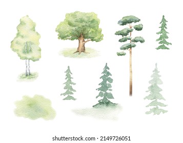 Watercolor forest trees Illustration for decoration design. Hand drawing. Spring, summer woodland green tree. Nature landscape.