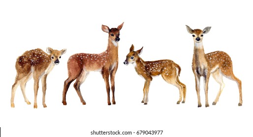 Watercolor Four Fawns Baby Deer.  Wildlife art illustration. Watercolor graphic for fabric, postcard, greeting card, book, poster, tee-shirt. Illustration, isolation objects
