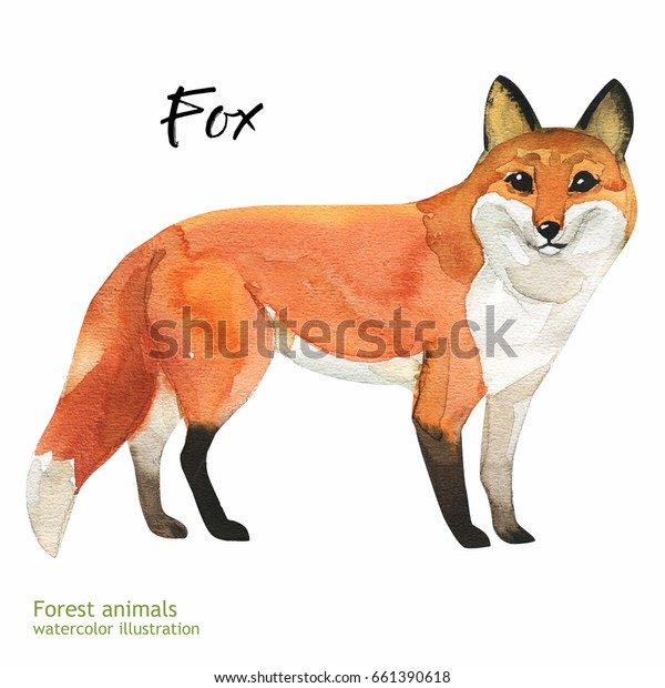 水彩狐画 白い背景に手描きのリアルなイラスト 写実的な林業動物芸術 のイラスト素材