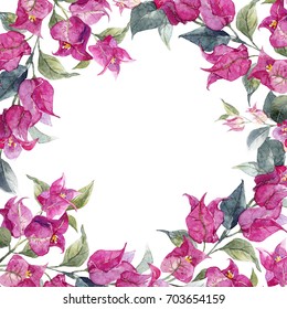 Watercolor frame tropical purple bougainvillea flower, square tropical postcard