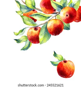 watercolor fruit apple branch on white background