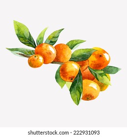 Watercolor Fruit Mandarin Branch