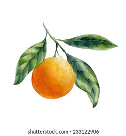 Watercolor Fruit Orange Branch