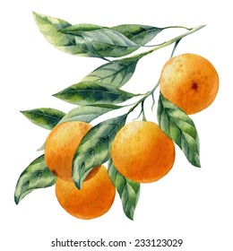 Watercolor Fruit Orange Branch