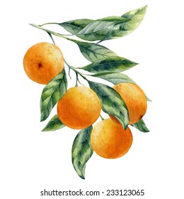 Watercolor Fruit Orange Branch