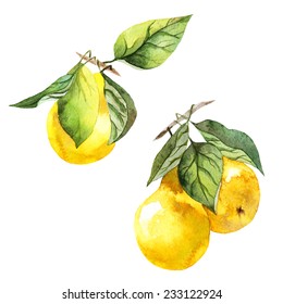 Watercolor Fruit Pear Branch