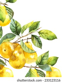 Watercolor Fruit Pear Branch