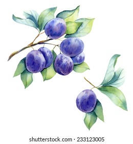 Watercolor Fruit Plum Branch 