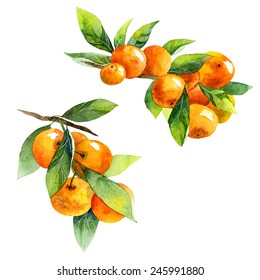 Watercolor Fruit Tangerine Branch On White Background