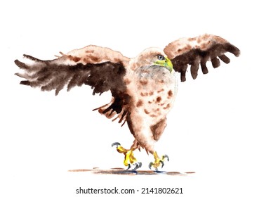 Watercolor Funny Bald Eagle Painting Illustration