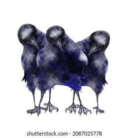 Watercolor Funny Crows Ravens Painting Illustration