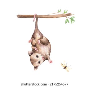 Watercolor Funny Opossum, Cute Forest Animal Illustration. Woodland Hand-painted Nature Print For Kids Design, Postcards, Poster, Sublimation, Icon