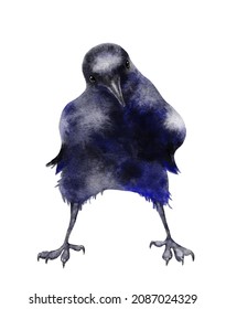 Watercolor Funny Raven Crow Painting Illustration