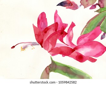 Watercolor Fuschia Close Painting Botanical Illustration Stock ...