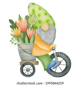 Watercolor Garden Gnome Carrying Flowers On A Bicycle Isolated On White Background.