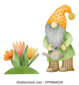 Watercolor Garden Gnome Watering Flowers Isolated On White Background.