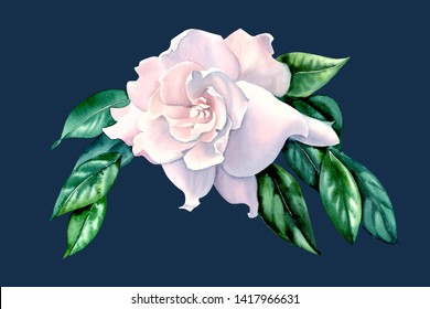 Watercolor Gardenia Flower On Isolated Background. For Invitations, Cards, Perfume Packaging Design