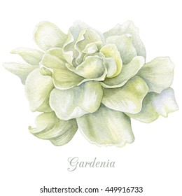 Watercolor Gardenia. Watercolor Head Of White Flower