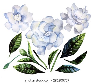 Watercolor Gardenia Set Isolated On White Background