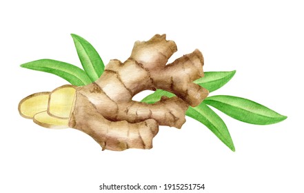 Watercolor Ginger Root With Slices And Leaves Arrangement. Hand Drawn Ginger Rhizome Composition Isolated On White Background. Spice Painting, Ginger Tea Ingredient, Asian Cuisine