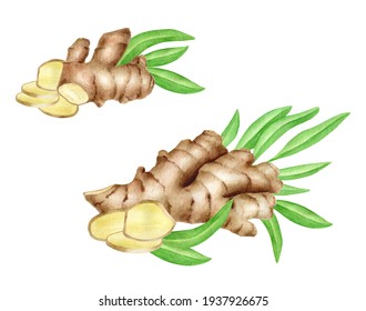 Watercolor Ginger Root With Slices And Leaves Set. Hand Drawn Arrangements Of Ginger Rhizome Isolated On White Background. Spice Painting, Ginger Tea Ingredient, Asian Cuisine.