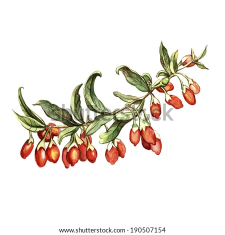 Watercolor goji berries. Hand-painted. Watercolor illustration. Card with floral motifs.