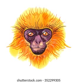 11 Golden langur Stock Illustrations, Images & Vectors | Shutterstock