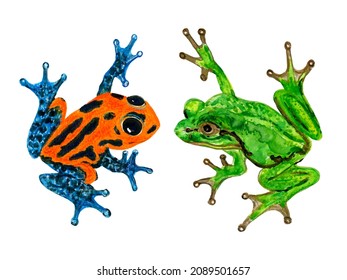 5,347 Rainforest terrarium Images, Stock Photos & Vectors | Shutterstock