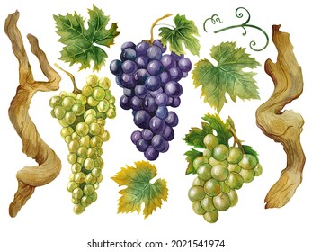 Watercolor Grape Illustrations, Grapes, Leaves, Branches.
The Elements Can Be Used In The Design And Decor.For Creating Postcards, Decorating Notebooks, Notebooks, Dishes And Other Products.