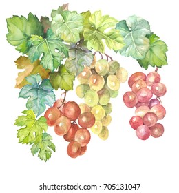 Watercolor Grapes With Leaves On Bunch