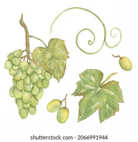 Watercolor Grapes Set Clipart, Greenery Wine Leaves Clip Art, Vineyard, Green Vinery, Fruit Frame, Wedding Invitation, Card Making, Gift Tag