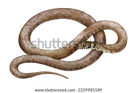 Watercolor the grass snake or the ringed snake, water snake (Natrix natrix). Hand drawn snake illustration isolated on white background.