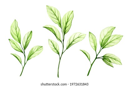 Watercolor green branches. Transparent fresh leaves isolated on white. Realistic botanical illustrations collection. Hand painted fruit tree foliage that shines through
