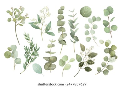 Watercolor green eucalyptus leaves illustration set.