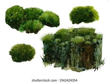 Watercolor green forest moss on a stump on a white background