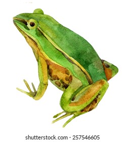Watercolor Green Frog