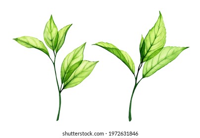Watercolor green leaves set  Transparent fresh branches isolated white  Realistic botanical illustrations collection  Hand painted foliage that shines through