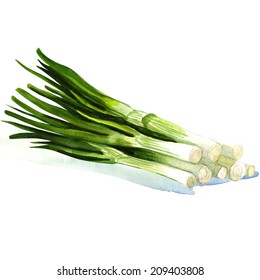 Watercolor Green Onion Isolated