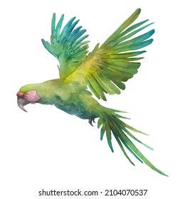 Watercolor Green Parrot Artwork. Hand Drawn Tropical Bird Isolated On White Background. Ara Macaw Bird Flying Painting