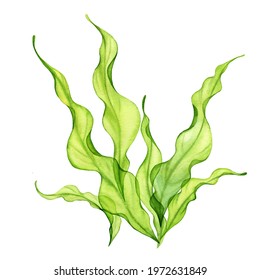 Watercolor green seaweed. Transparent fresh sea plant isolated on white. Realistic botanical illustrations collection. Hand painted underwater grass