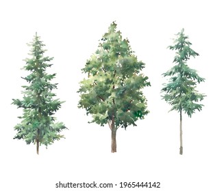 Watercolor Green Tree Set. Hand Painted Forest Trees Isolated On White Background