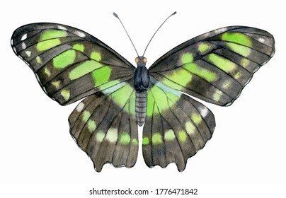 Watercolor Green Tropical Butterfly Clipart. Malachite Siproeta Stelenes.
Hand Drawn Botanical Illustration Isolated On White Background.