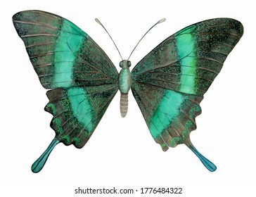 Watercolor Green Tropical Butterfly Clipart. Papilio palinurus, the emerald swallowtail.
Hand drawn botanical illustration isolated on white background.