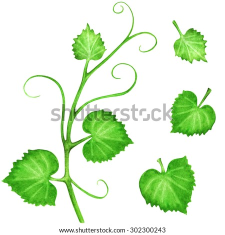 Watercolor Green Vine Leaves Set Closeup Stock Illustration 302300243