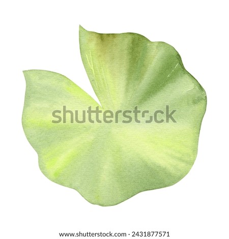 watercolor green water lily leaf on white background